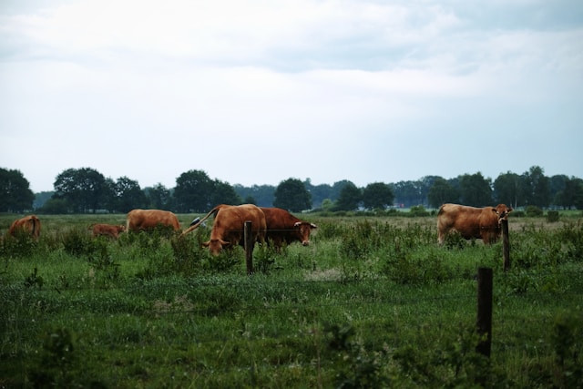 Wandelen in Nationaal Park De Groote Peel